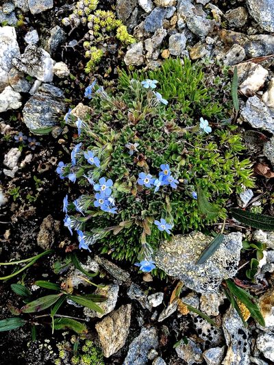 Eritrichium nanum, photographed by Karsten Rohweder