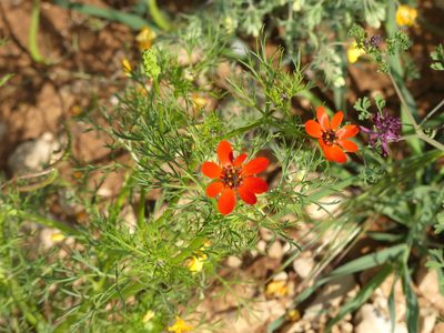 Adonis flammea, photographed by Yves Bas