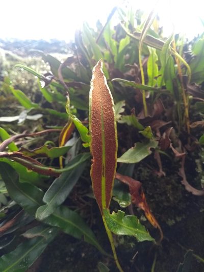 Elaphoglossum gayanum, photographed by Ezequiel Vera