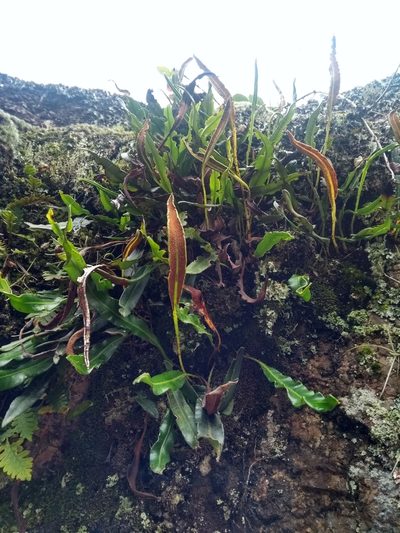 Elaphoglossum gayanum, photographed by Ezequiel Vera