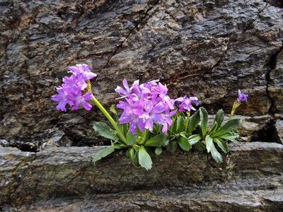 Primula daonensis, photographed by Karsten Rohweder