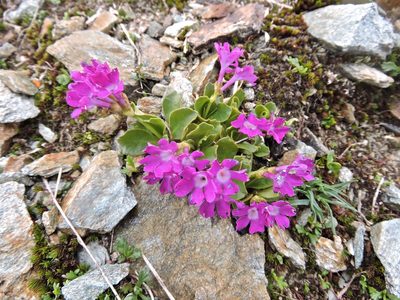 Primula daonensis, photographed by Karsten Rohweder