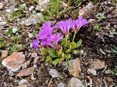 Primula daonensis, photographed by Karsten Rohweder