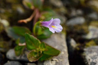 Torenia anagallis, photographed by 國立臺灣博物館