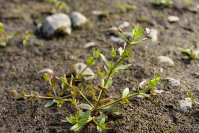 Lindernia procumbens, photographed by 國立臺灣博物館