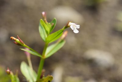 Lindernia procumbens, photographed by 國立臺灣博物館