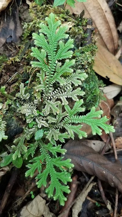 Selaginella speciosa, photographed by Alan Rockefeller