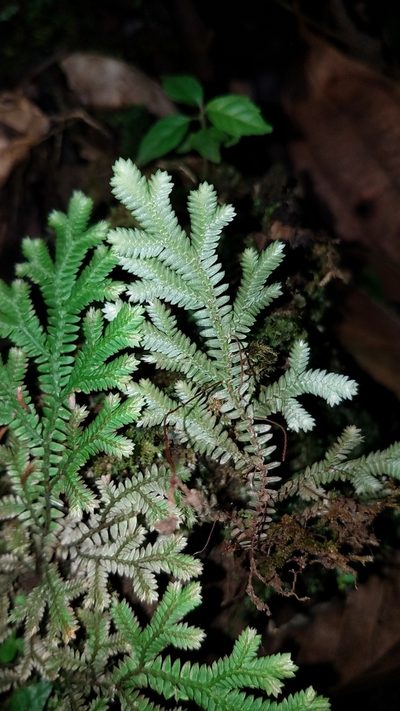Selaginella speciosa, photographed by Alan Rockefeller