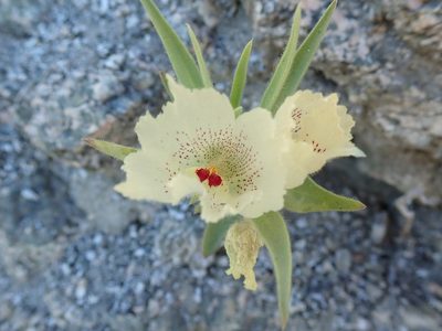 Mohavea confertiflora, photographed by Randal
