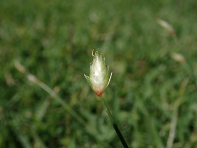 Abildgaardia ovata, photographed by Daniel Cahen
