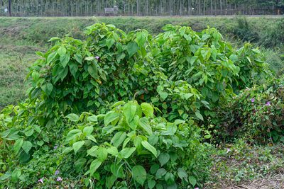 Acalypha angatensis, photographed by 國立臺灣博物館