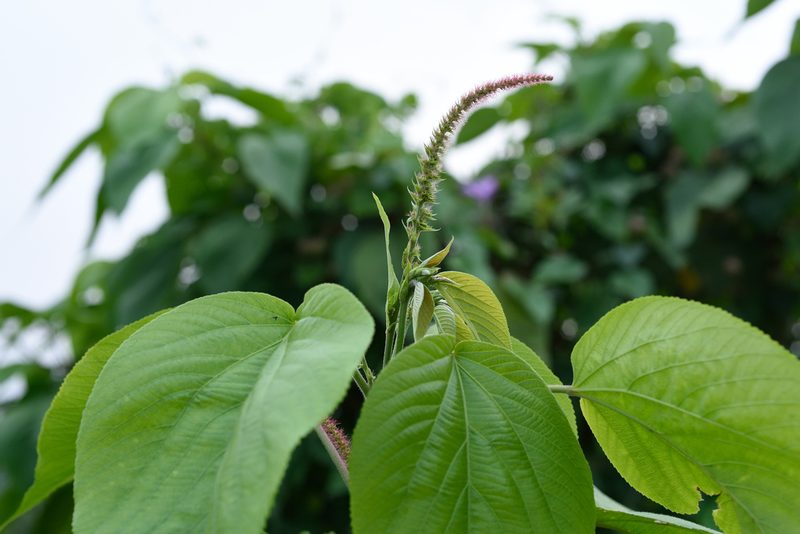 Acalypha angatensis, photographed by 國立臺灣博物館
