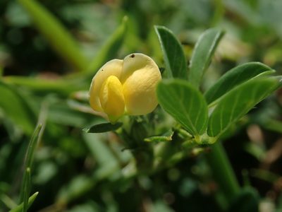 Stylosanthes hamata, photographed by Daniel Cahen