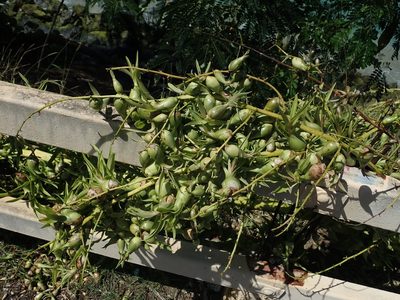 Furcraea tuberosa, photographed by Daniel Cahen