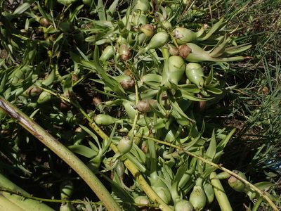 Furcraea tuberosa, photographed by Daniel Cahen