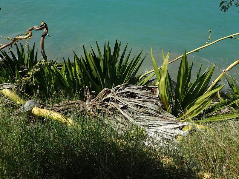 Furcraea tuberosa, photographed by Daniel Cahen