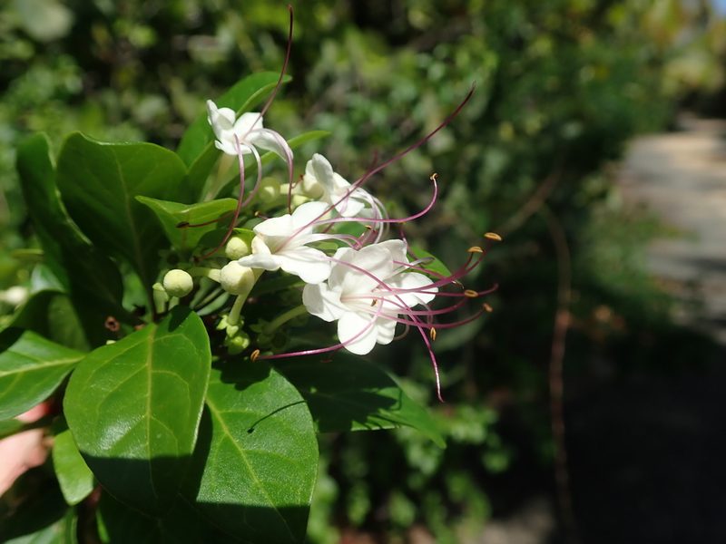 Volkameria aculeata, photographed by Daniel Cahen