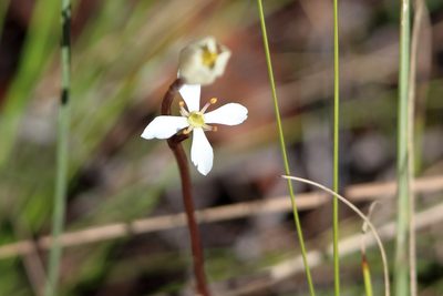 Bartonia verna, photographed by Lauren McLaurin