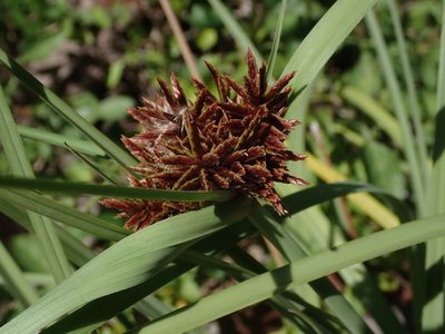 Cyperus planifolius, photographed by Daniel Cahen