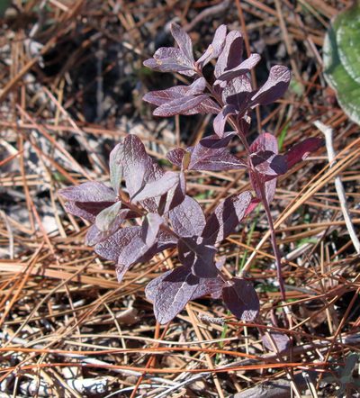 Gaylussacia nana, photographed by Lauren McLaurin