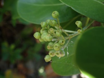 Erithalis fruticosa, photographed by Daniel Cahen