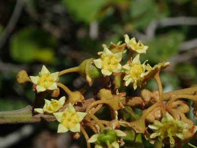 Colubrina arborescens, photographed by Daniel Cahen