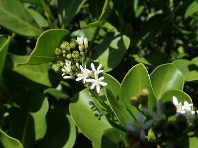 Erithalis fruticosa, photographed by Daniel Cahen