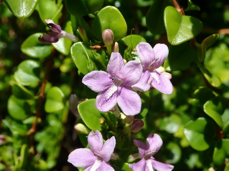 Oplonia spinosa, photographed by Daniel Cahen
