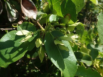 Stigmaphyllon emarginatum, photographed by Daniel Cahen