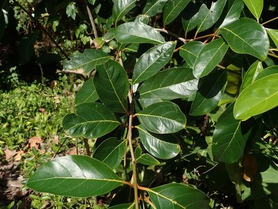 Citharexylum spinosum, photographed by Daniel Cahen