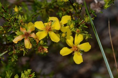Hypericum limosum, photographed by James (Jim) Duggan