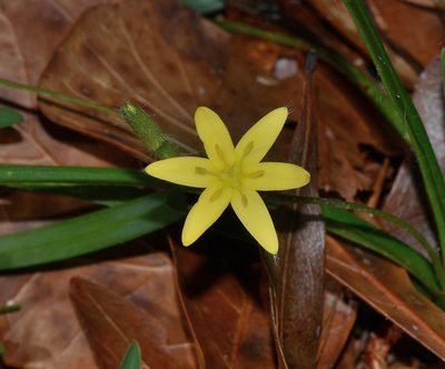 Hypoxis curtissii, photographed by James (Jim) Duggan