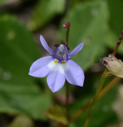 Lobelia homophylla, photographed by James (Jim) Duggan
