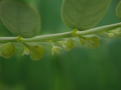 Phyllanthus amarus, photographed by Daniel Cahen