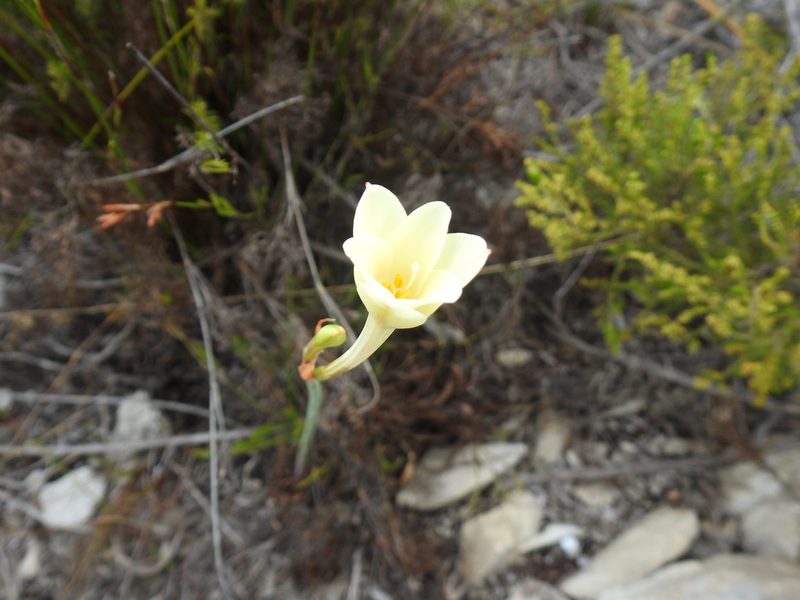 Cyrtanthus leucanthus, photographed by Matthew Fainman