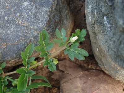 Kallstroemia maxima, photographed by Daniel Cahen