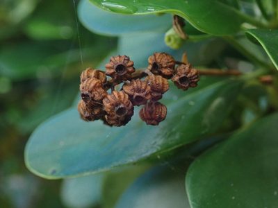 Erithalis fruticosa, photographed by Daniel Cahen