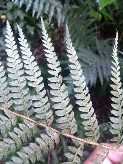 Polystichum montevidense, photographed by Ezequiel Vera