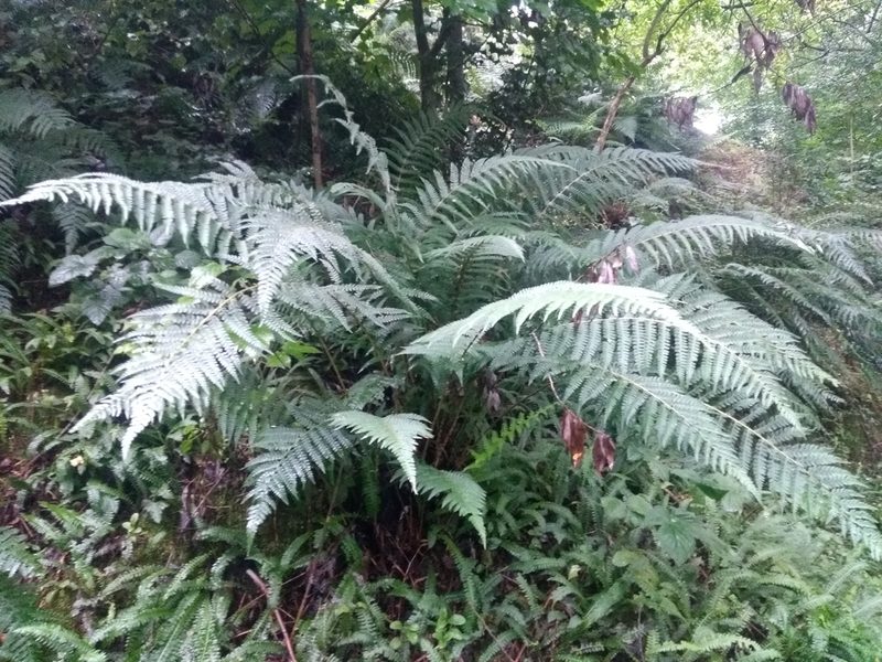Polystichum montevidense, photographed by Ezequiel Vera