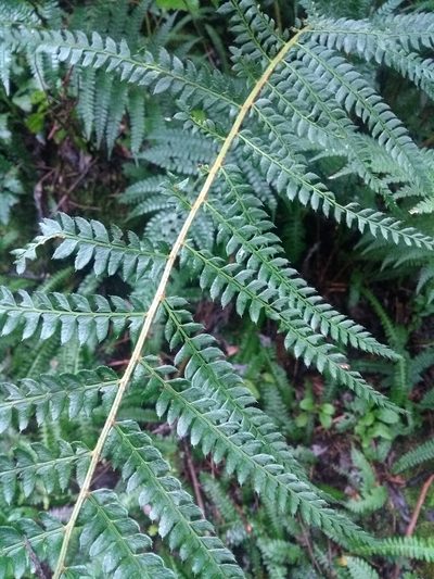 Polystichum montevidense, photographed by Ezequiel Vera