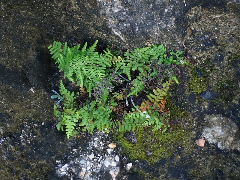 Pityrogramma chrysophylla, photographed by Daniel Cahen