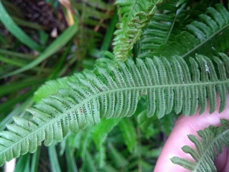 Amauropelta achalensis, photographed by Ezequiel Vera