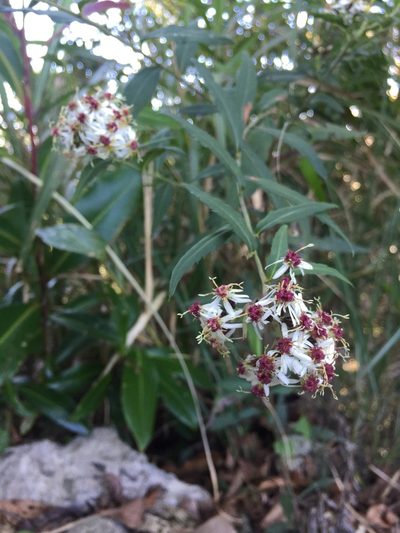 Aster taiwanensis, photographed by Redbird Wu
