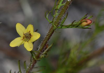 Seymeria cassioides, photographed by James (Jim) Duggan
