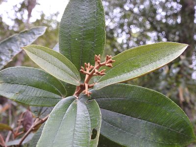 Miconia albicans, photographed by alejandrozab