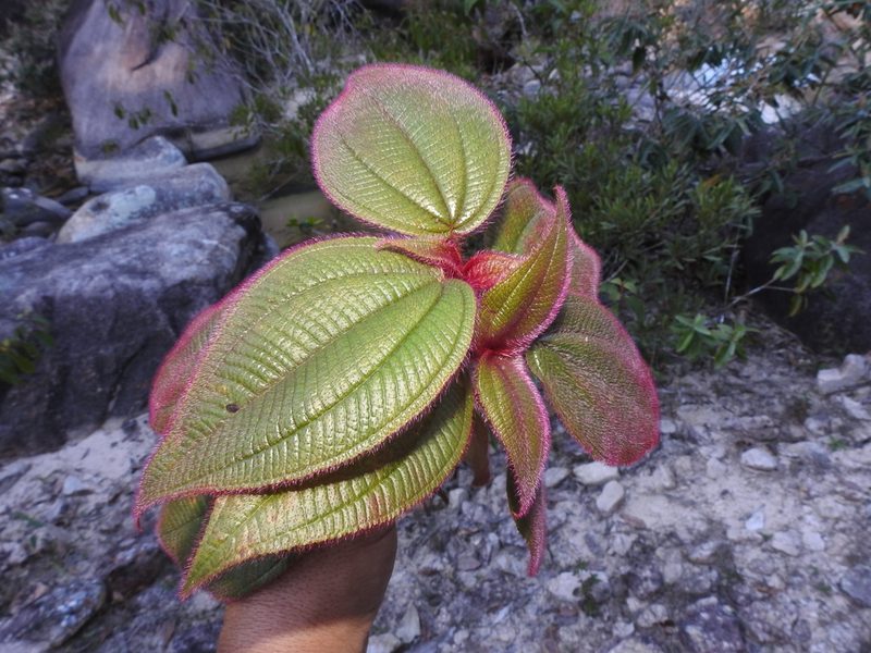 Miconia vallartensis, photographed by alejandrozab