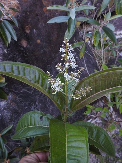 Miconia chamissois, photographed by alejandrozab