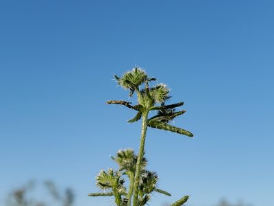 Cryptantha maritima, photographed by Bob Miller