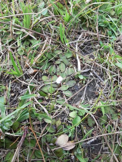 Mazus novaezeelandiae, photographed by Colin Meurk