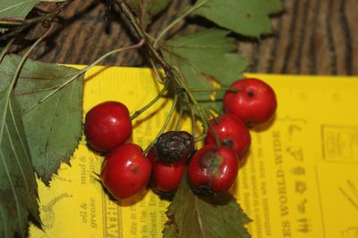 Crataegus flabellata, photographed by Étienne Lacroix-Carignan